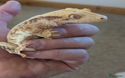 Gecko reptiles for sale: Beautiful Female Crested Geckos    - Image 8