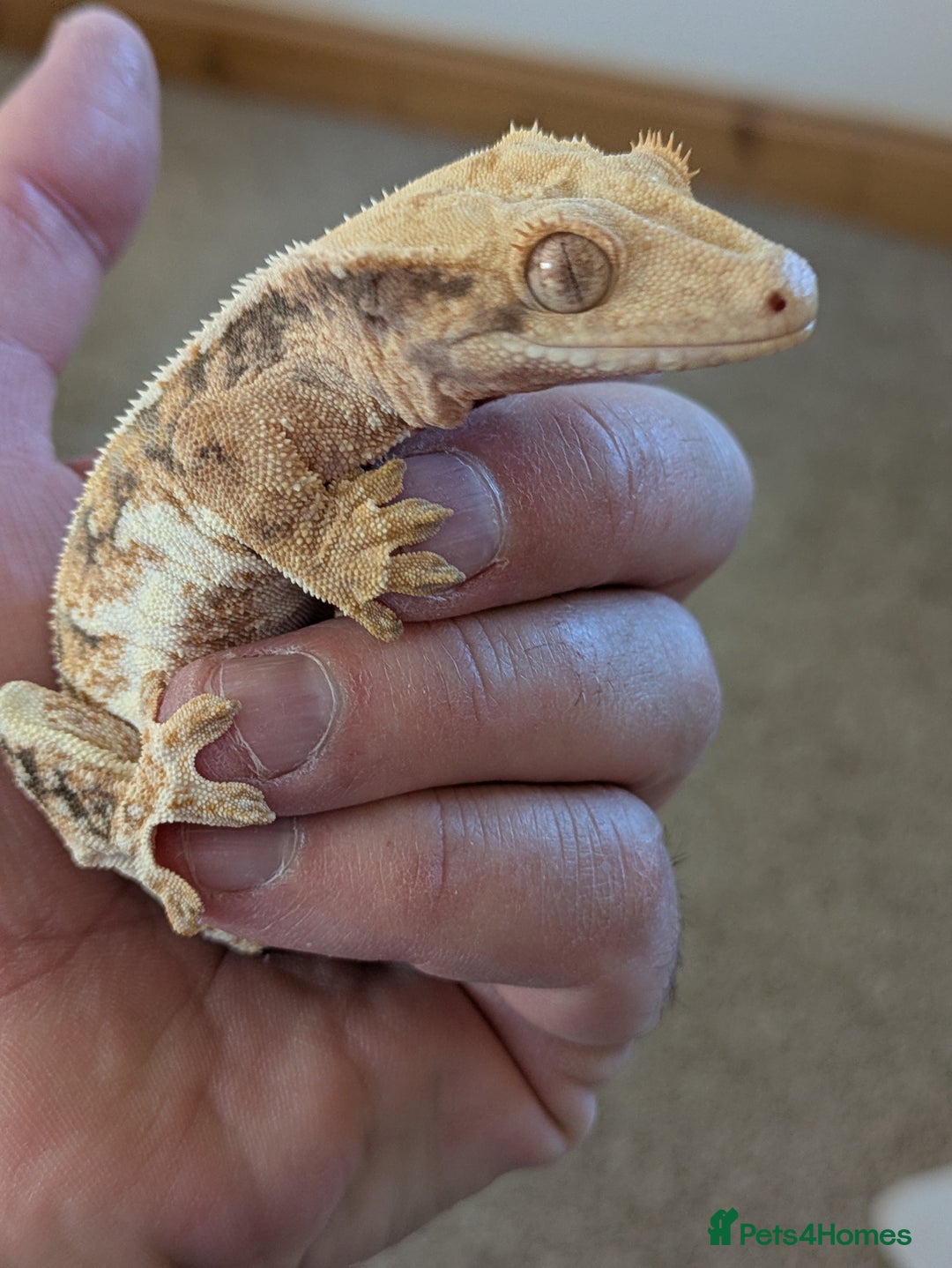 Gecko reptiles for sale: Beautiful Female Crested Geckos    - Image 8