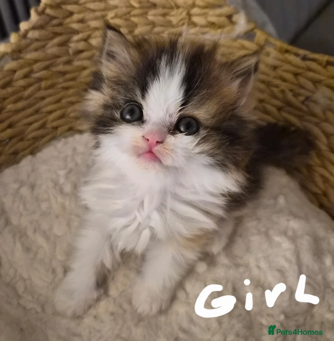 Persian cats for sale: Persian kittens 1 male and 1 female  - Advert 2