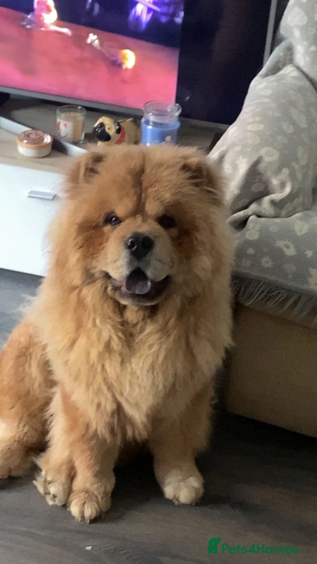 Chow Chow dogs for sale: Chow chow for loving home  in Hartlepool - Advert 5