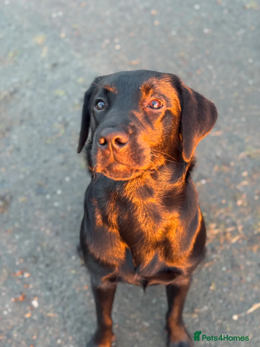 Labrador Retriever dogs for sale: Labrador puppies   - Advert 2