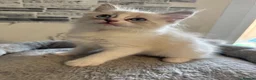 Ragdoll cats for sale: Stunning Ragdoll kittens - Advert 26