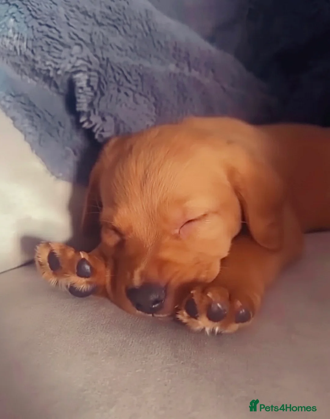 Cockerdor dogs for sale: Beautiful cockerdor puppy needs his forever home!  in Gillingham - Advert 6