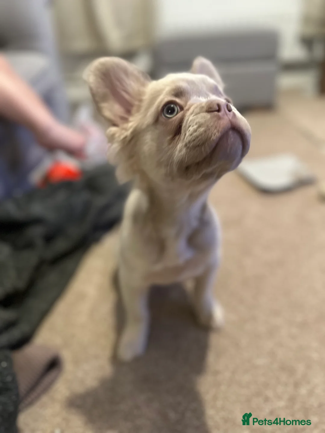 French Bulldog dogs for sale: Fluffy frenchie  in Redditch - Advert 4