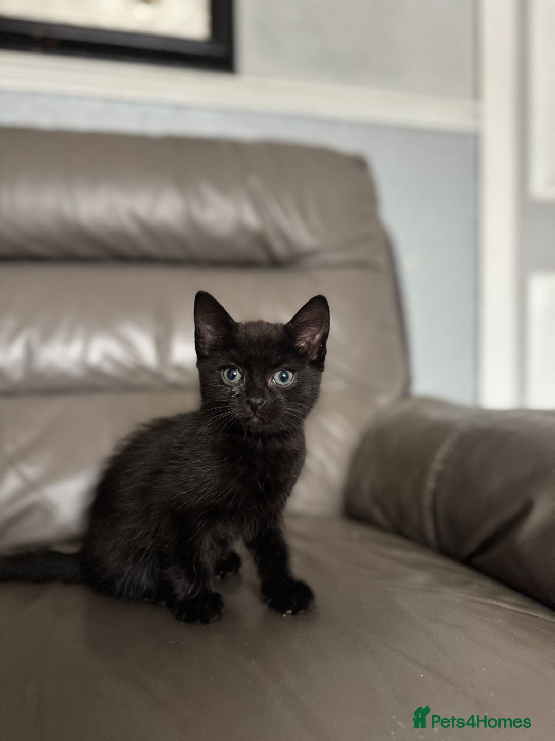 Mixed Breed cats for sale: 3 beautiful kittens! - Image 4