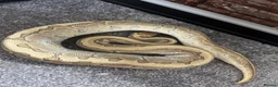 Python Snake reptiles for sale: Royal Python Female - Advert 3