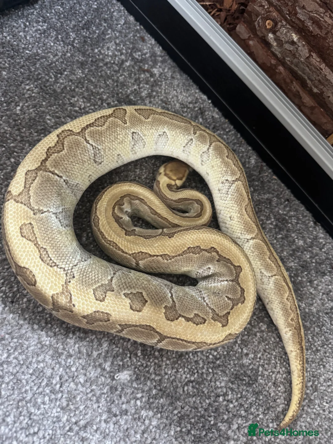 Python Snake reptiles for sale: Royal Python Female - Advert 3