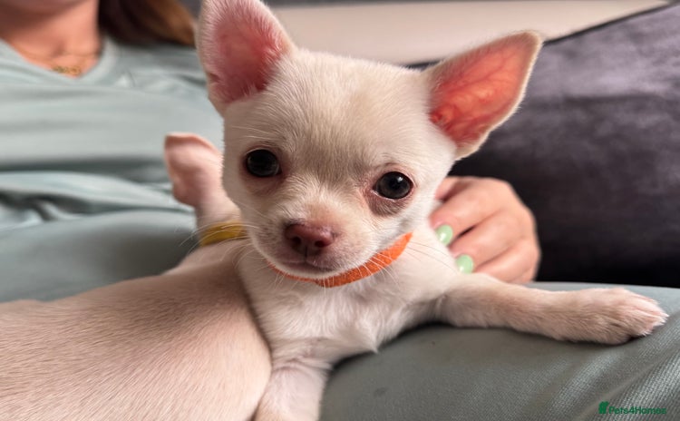 Chihuahua dogs - Advert 9