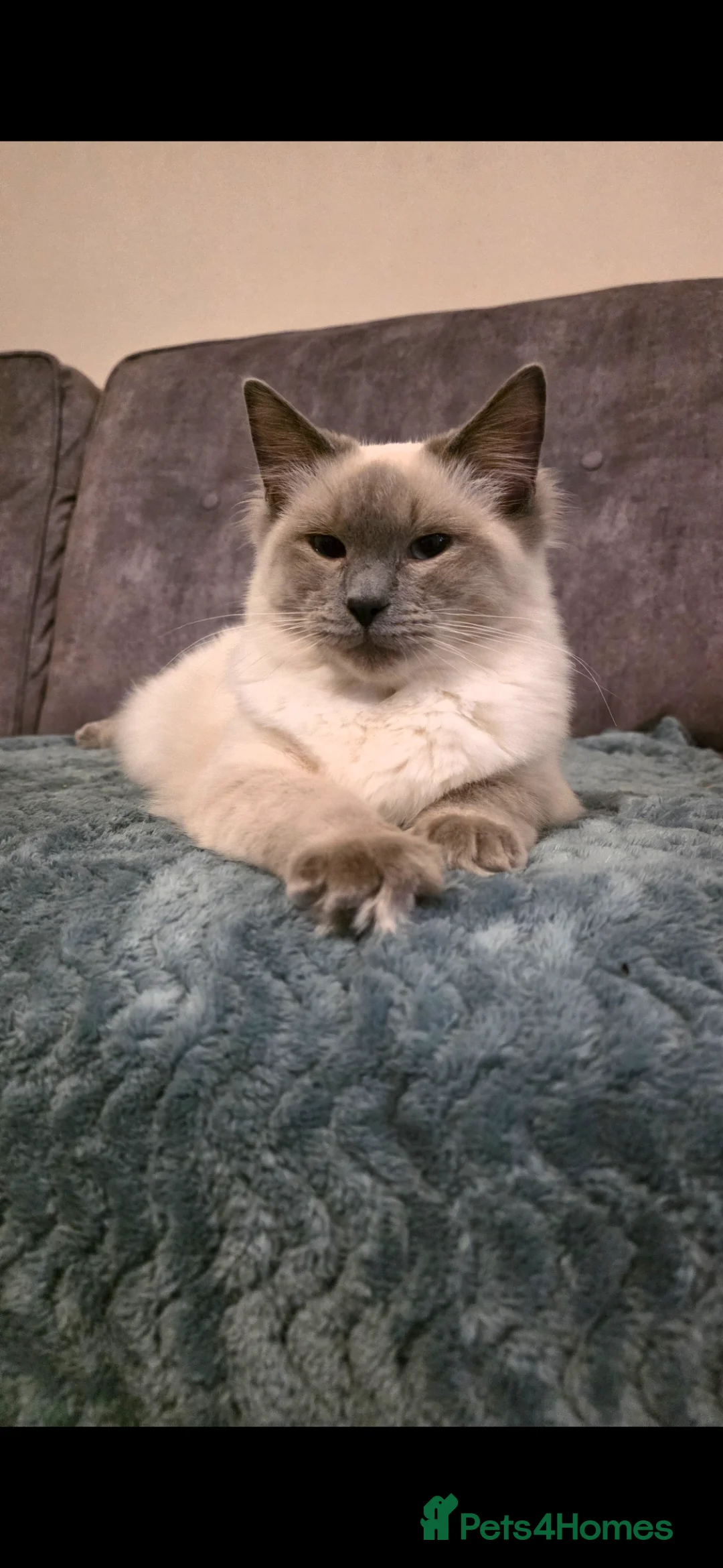 Ragdoll cats for sale: 6 month old female Blue Point - Advert 1