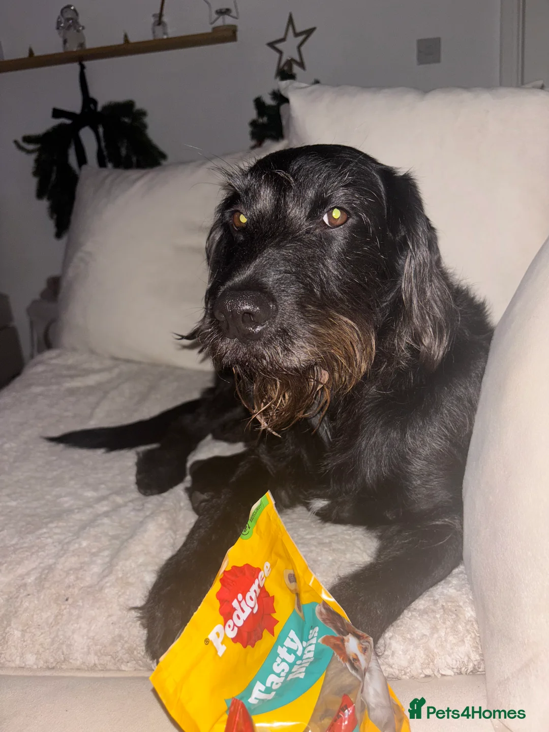 Mixed Breed dogs for stud: Bedlington cocker spaniel stud  - Advert 3