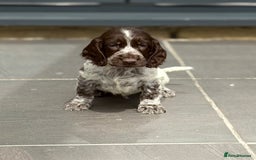 Cocker Spaniel dogs for sale: Gorgeous Cocker Spaniel Litter - Image 2