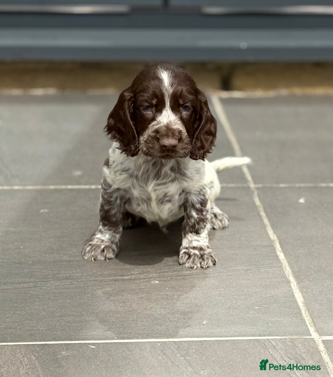 Cocker Spaniel dogs for sale: Gorgeous Cocker Spaniel Litter - Image 2