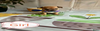 Chihuahua 3