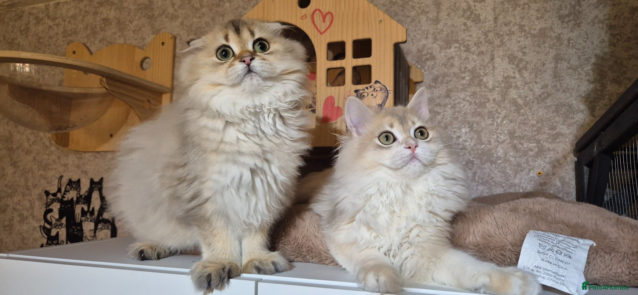 Scottish Fold cats Ready to go TICA reg. British Shorthair kittens - Advert 3