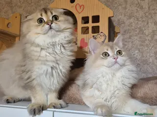 Scottish Fold cats Ready to go TICA reg. British Shorthair kittens - Advert 3