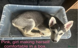 Siberian Husky dogs for sale: Husky pups 1 beautiful girl & 1 handsome boy left. - Image 7