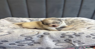 Pomeranian dogs - Advert 7