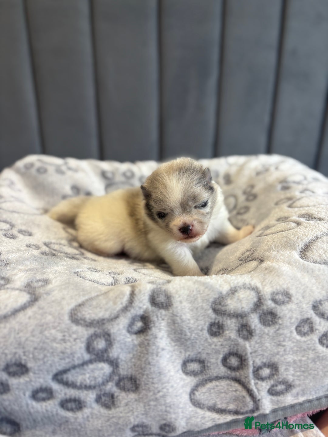 Pomeranian dogs for sale: Beautiful Rare Rainbow Teddy Bears 💎🌈 - Image 3