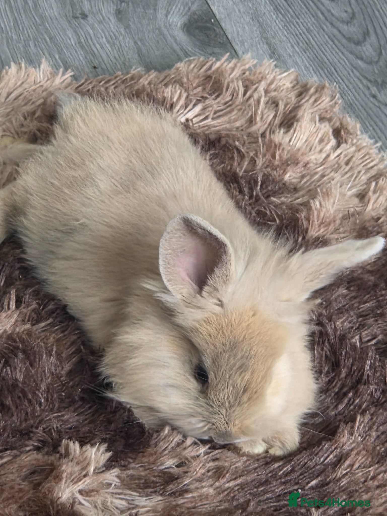 Mini Lion Lop rabbits ❗️£150 for 2 ❗️ONLY 4 LEFT !! GORGEOUS BUNS🐰 ❤️ - Advert 2