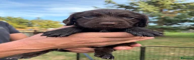 Sprocker 4