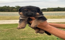 German Shepherd dogs for sale: Top Quality German Shepherd puppies  - Image 7
