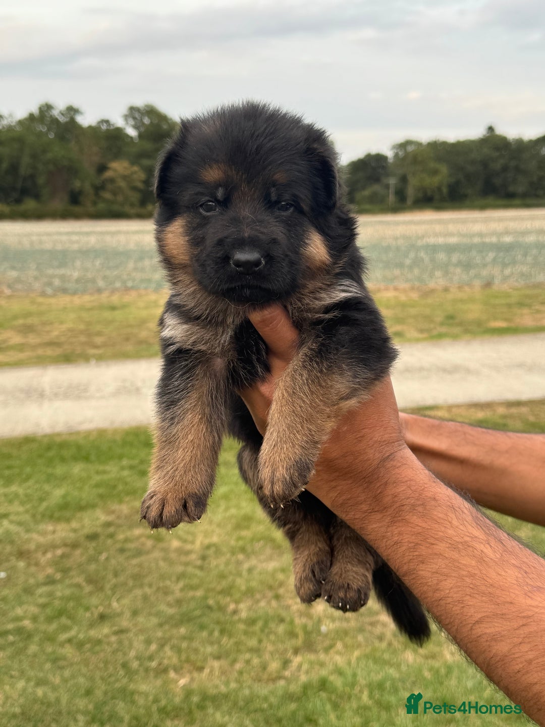 German Shepherd dogs for sale: Top Quality German Shepherd puppies  - Image 7