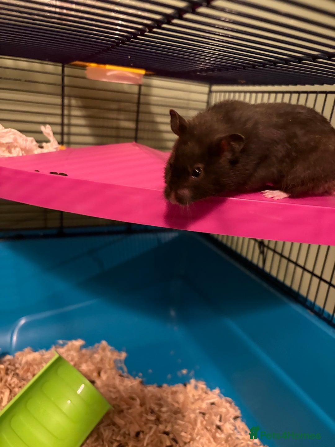 Hamster rodents for sale: Baby hamsters for sale - Image 4