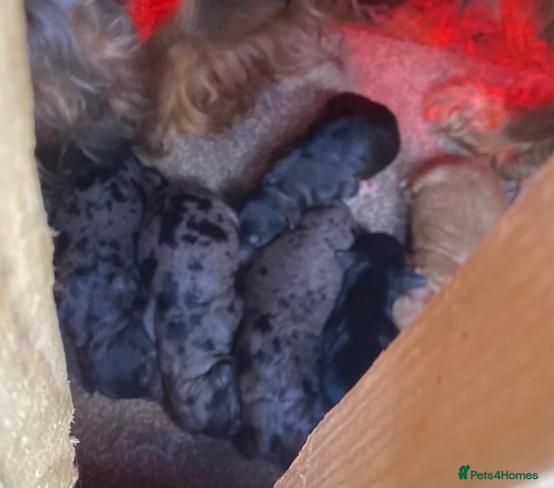 Cocker Spaniel dogs for stud: Superb Chocolate Carrier Merle Poodle Stud in Newcastle - Advert 8