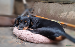 Miniature Dachshund dogs for sale:  KC Line Mini long hair girl – Adorable £1400 in Stafford - Image 11