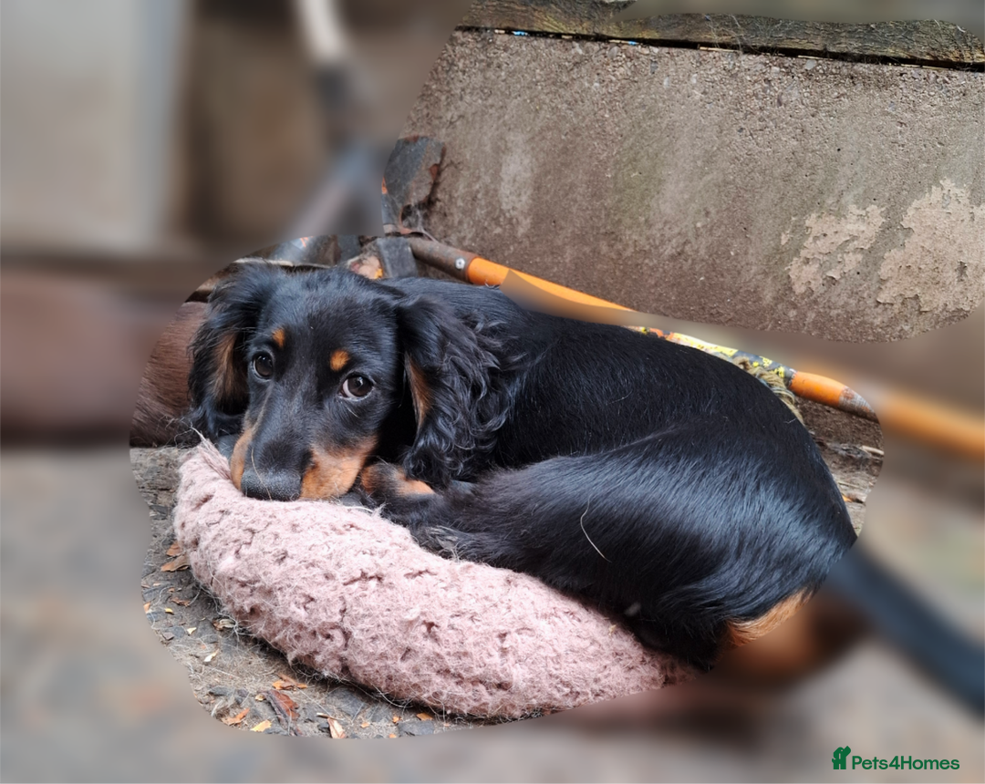 Miniature Dachshund dogs for sale:  KC Line Mini long hair girl – Adorable £1400 in Stafford - Image 11