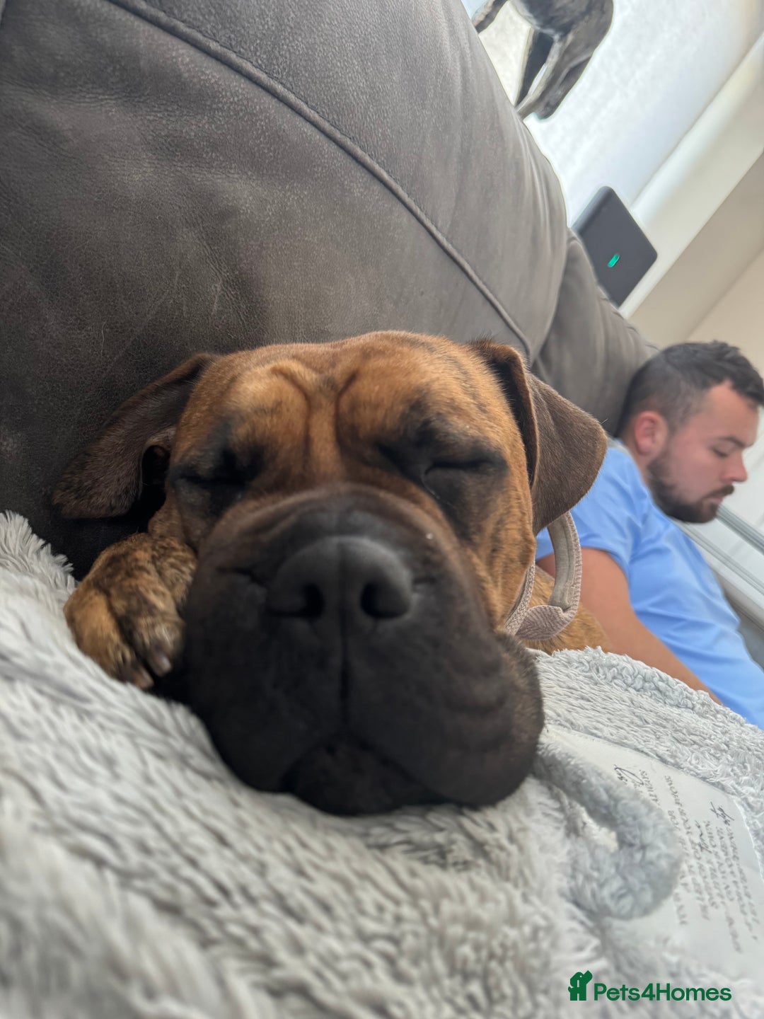 Presa Canario dogs for sale: Ecco  - Advert 4