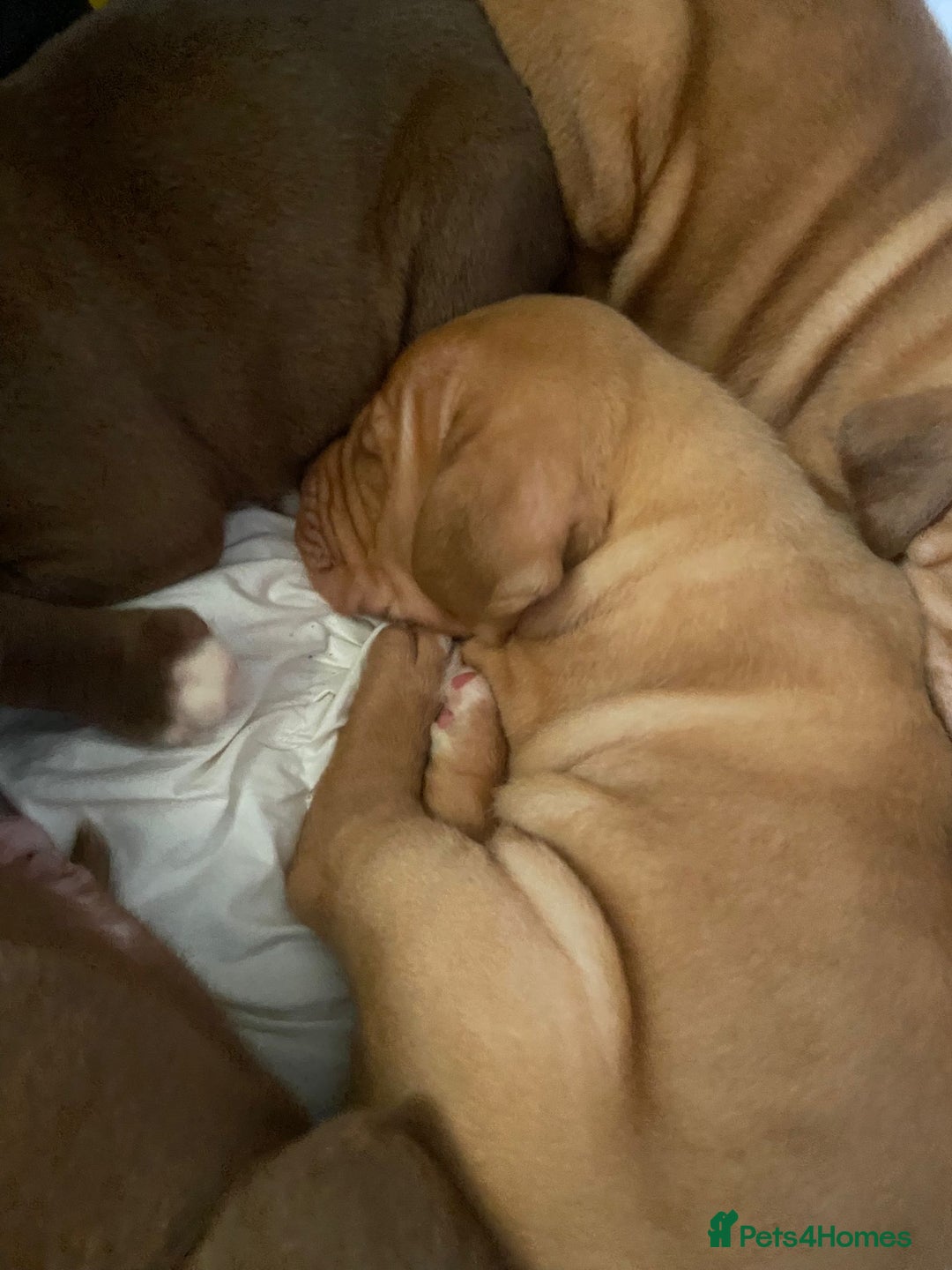 Mixed Breed dogs for sale: Dogue de bordeaux x staff puppies  - Advert 6