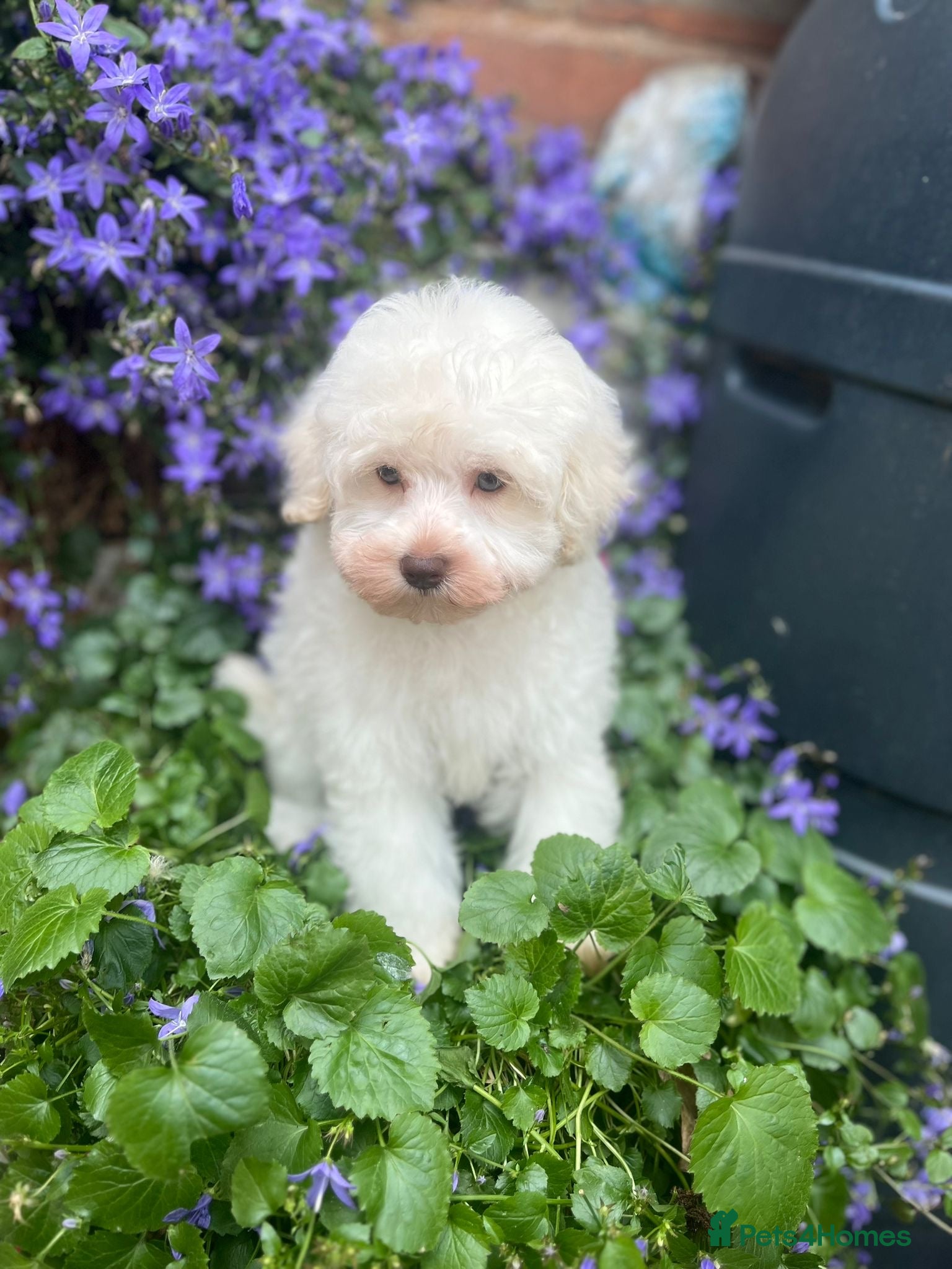 Schnoodle dogs LAST LITTLE WHITE GIRL Schnoodle PuppY  🩷🩷 - Advert 5