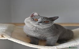 British Shorthair cats for sale: GCCF reg kittens looking for loving homes  - Image 15
