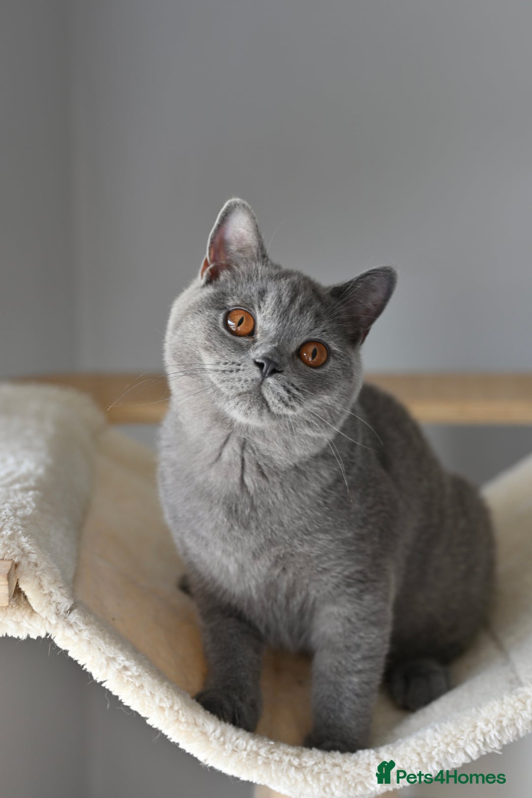 British Shorthair cats for sale: GCCF reg kittens looking for loving homes  - Image 15
