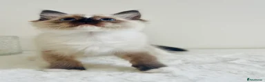 Ragdoll Kitten 2