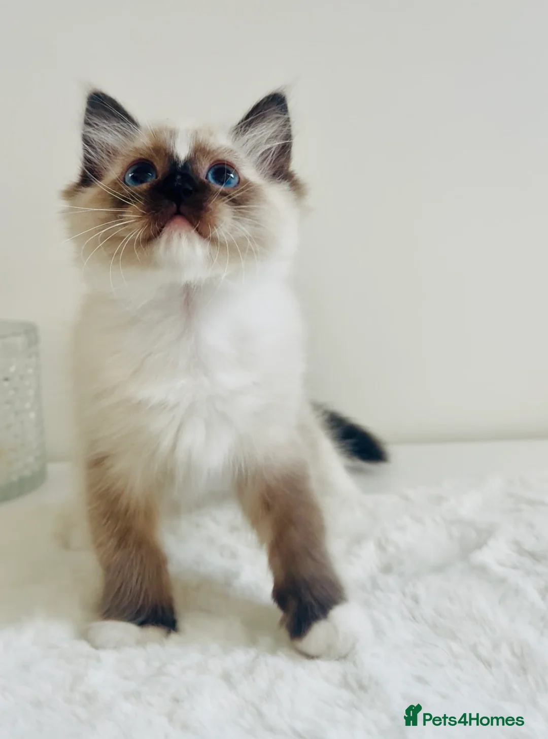 Ragdoll cats for sale: Full pedigree Champion line Ragdoll kittens ❤️😻 - Advert 2