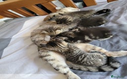 Mixed Breed cats for sale: Kittens ready now - Image 7