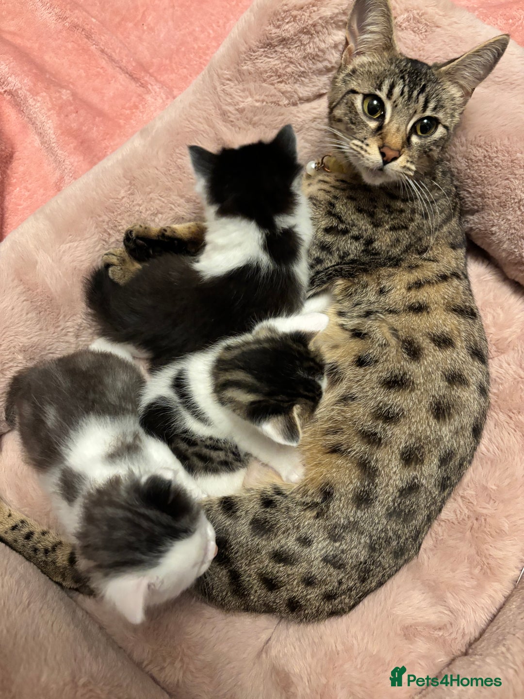 Mixed Breed cats for sale: Bengal ** avannah cross kittens - Advert 8