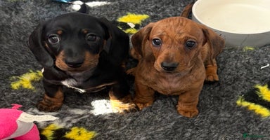 Miniature Dachshund dogs - Advert 5
