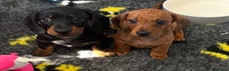 Miniature Dachshund dogs for sale: Beautiful KC Miniature dachshund puppies  - Advert 5
