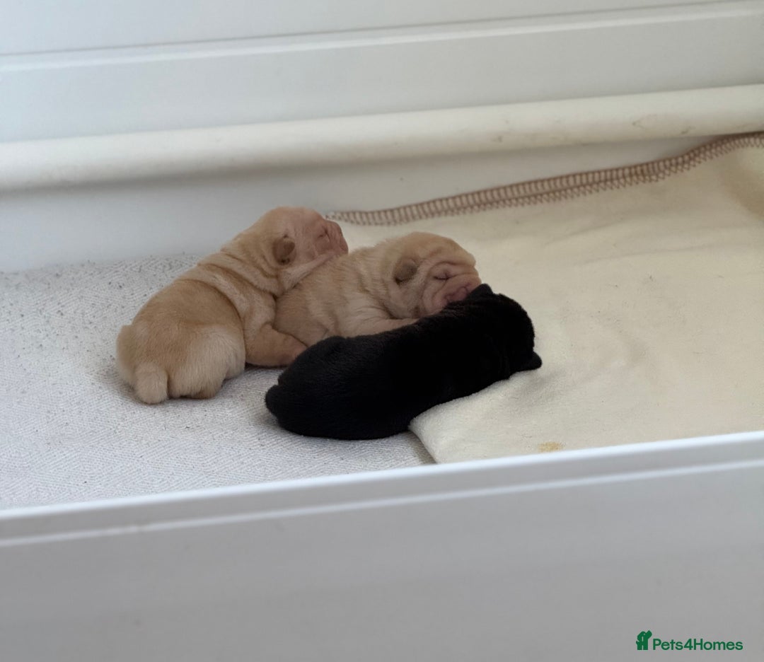 Shar Pei dogs for sale: Bear Coat Shar Pei’s - Advert 7