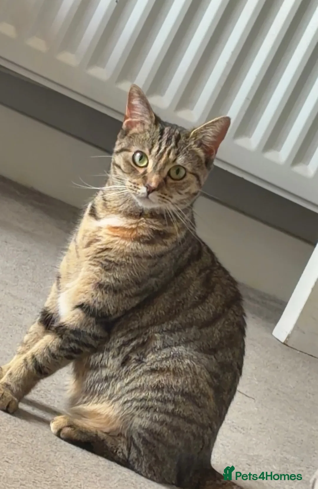 Mixed Breed cats for sale: Adorable Tabby Kittens - Ready to leave 15/08 in Buntingford - Advert 2