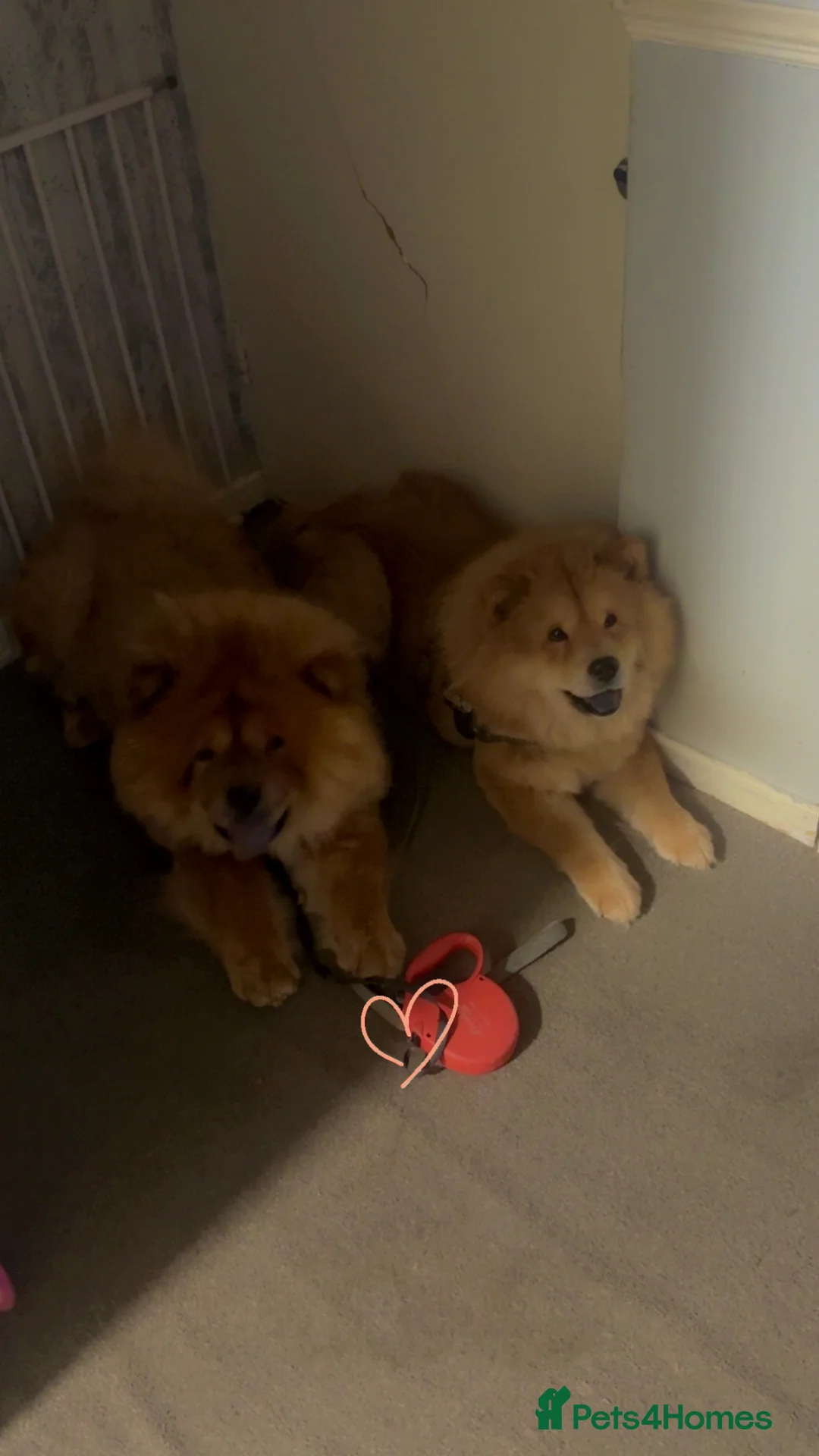 Chow Chow dogs for stud: Chow Chow STUD in Erith - Advert 8
