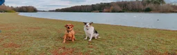 Border Collie dogs for sale: Rehoming beautiful Border Collie (Skye) - Advert 7