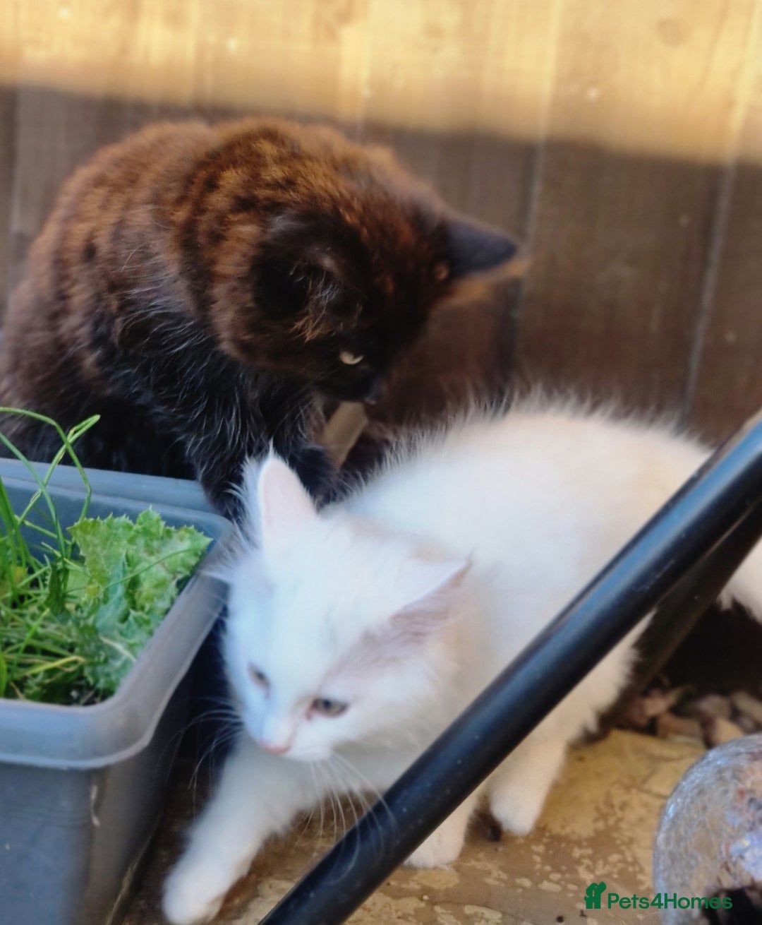 Mixed Breed cats for sale: Cute kittens - Image 19