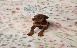 Dobermann dogs for sale: Elite Class World Champion Pedigree Pups KC'D - Image 11