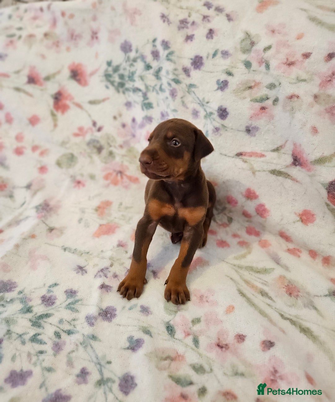 Dobermann dogs for sale: Elite Class World Champion Pedigree Pups KC'D - Image 11