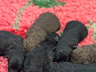 Aussiedoodle dogs 2 X Miniature Aussiedoodle Pups 🐾 ❤️ - Advert 16