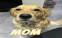 Golden Retriever dogs for sale: Golden Retriever Puppies due any day now!!! - Image 2